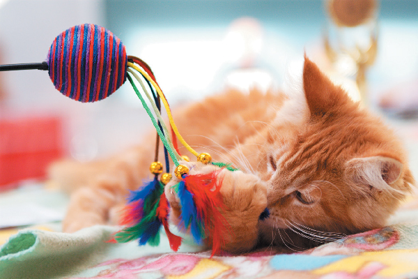 An-orange-tabby-cat-playing-with-a-toy