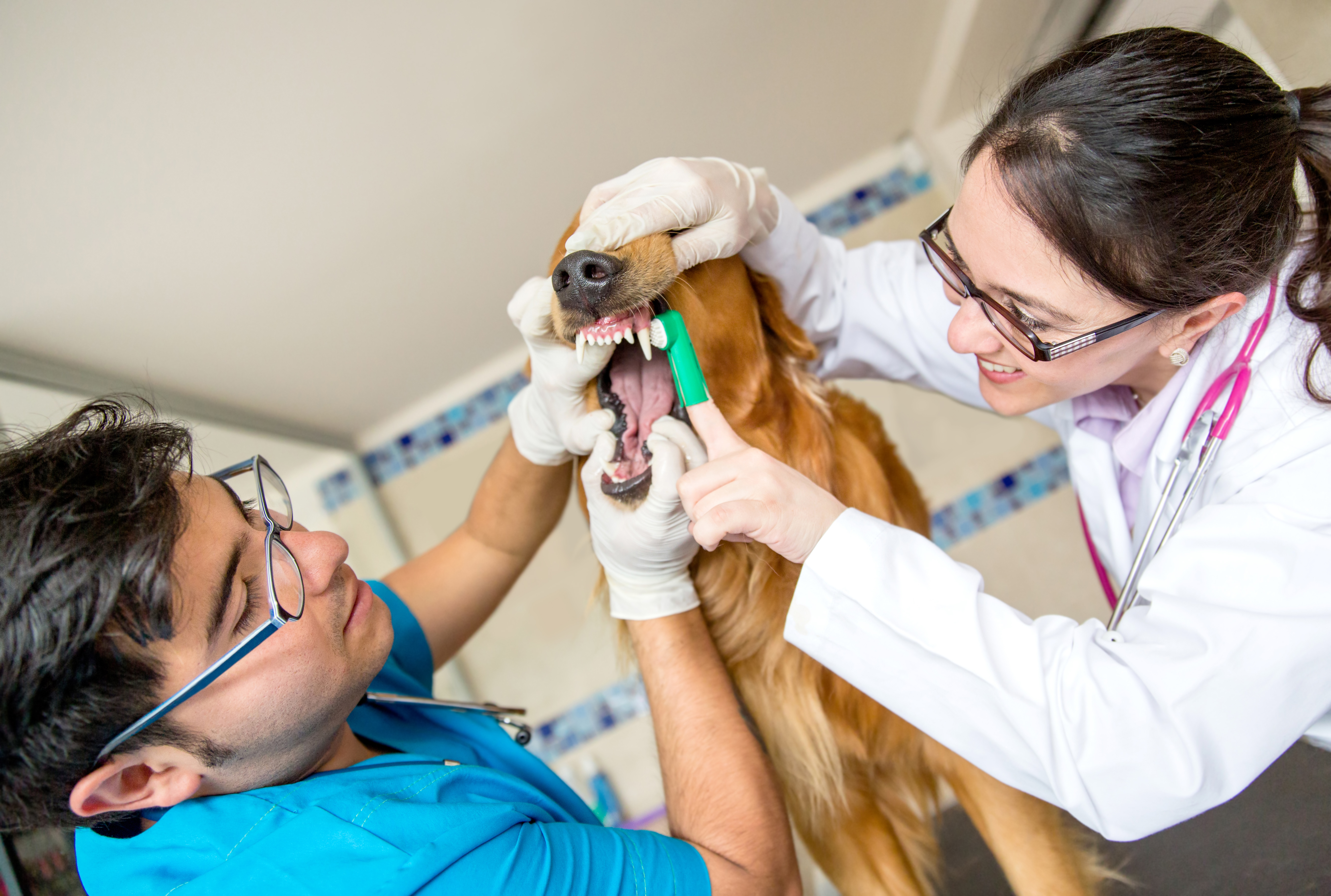 Vet cleaning teeth of a dog with a brush