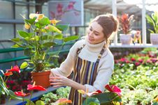 Lovely happy young woman gardener choosing flower pot with anthuriums 