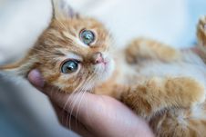 Portrait of kitty cat in hands-1