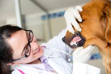 Vet checking the teeth of a beautiful dog